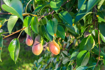 pear tree branch on a sunny summer day, ecology concept with copy space