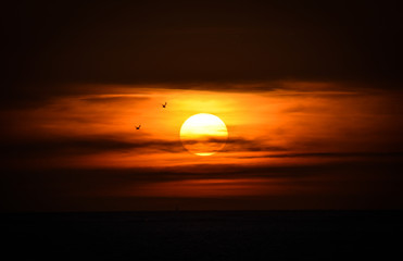 Sunset with birds in the front