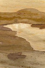 Abstracción en la corteza de un eucaliptus
