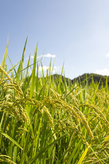 Naklejka premium 稲穂