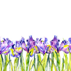 Purple, summer, purple, beautiful, blossoming iris flowers. Watercolor. Illustration
