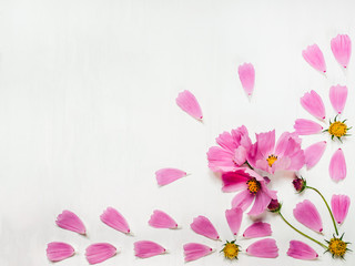 Fototapeta na wymiar Pink petals of a beautiful flower, laid out on a white, wooden table. Top view, close-up, isolated. Congratulations on holidays for loved ones, relatives, friends and colleagues