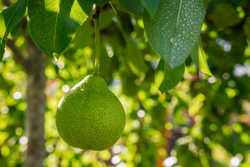pear tree branch on a sunny summer day, ecology concept with copy space