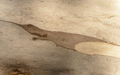 Abstracción en la corteza de un eucaliptus