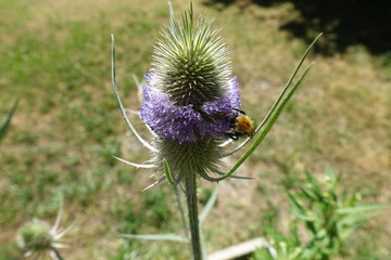 Hummel auf Wilder Karde