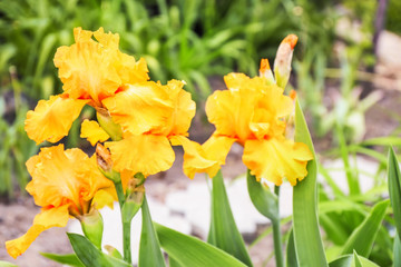 Beautiful blossoming irises on spring day outdoors