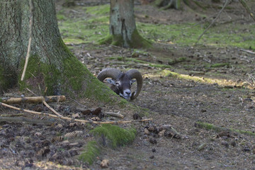 Steinbock im Wald 
