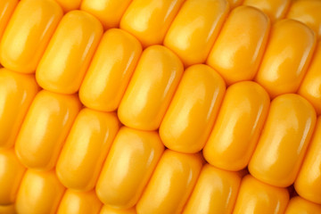 Corn vegatable closeup background