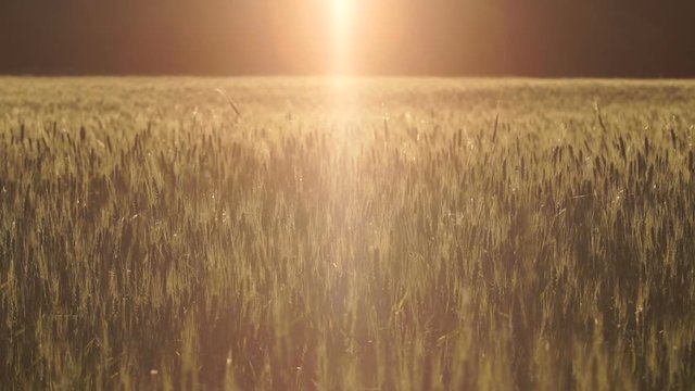 Bright ray of light falling on wheat field, wind swinging grass, ufo arrival