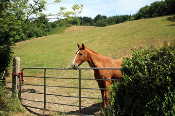 Naklejka premium Brown horse in the field