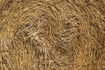 Close-up on a twisted straw in a roll of straw prepared to be picked up from the field