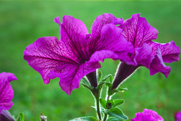 Flowers petunia in a flowerbed on a background of green grass close-up with copy space