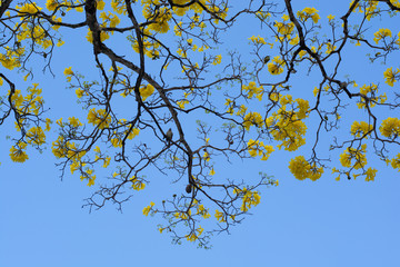 Primavera Ipês Amarelos
