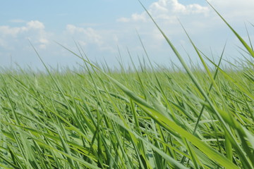 Field of grass