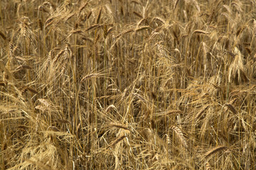 Ripening rye in the field - close-up on top of ears