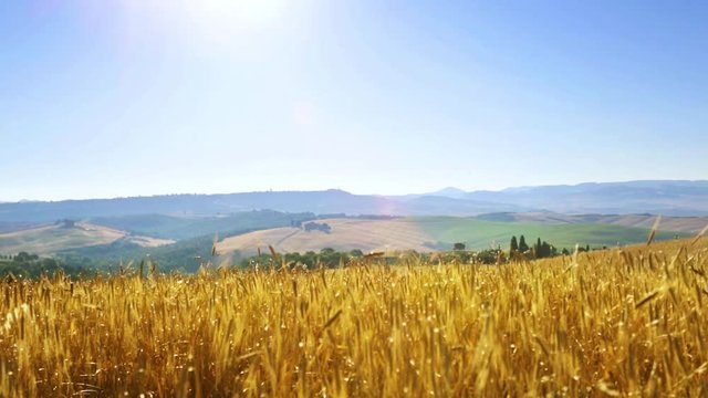 Tuscany rolling hills; Italy countryside landscape with Tuscany;  Summer Agricultural Landscape Of ripe wheat Field. 