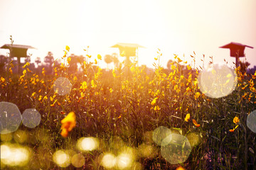 Flower field..Yellow flowers plant backlight at sunset with bokeh and lens flare effect,soft focus.