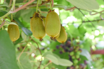 Green kiwi fruit on Actinidia Issai tree. Kiwi fruit on the branch
