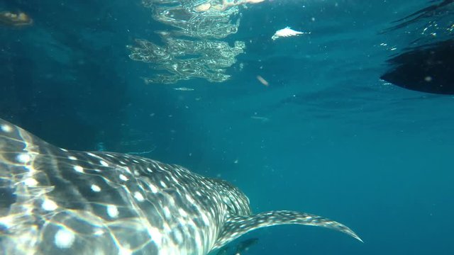 Underwater Clip Of A Whale Shark (Rhincodon Typus) Swimming Away In The Ocean Followed By Remora Fishes Under Its Belly