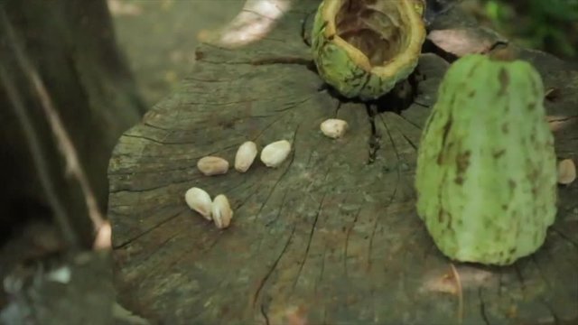Cocoa fruit at tabasco mexico