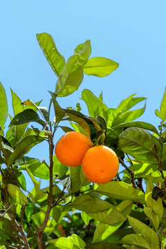Closeup of tree with orange fruits against blue sky as background