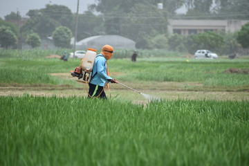 Farmer spray fertilizer in field with motor sprayer