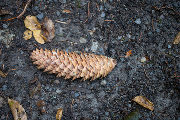 Fichtenzapfen auf Waldboden