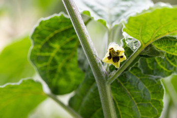 Physalis Pflanze mit einer Blüte