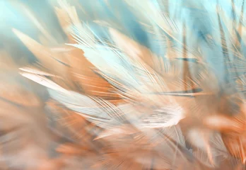 Fotobehang Colorful chicken feathers in soft and blur style, background is for backdrop design © apimook