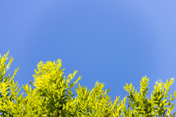 Green tree from below against blue sky as backgroung