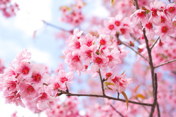 Fototapeta na wymiar Wild Himalayan Cherry Blossoms in spring season, Prunus cerasoides, Pink Sakura Flower For the background