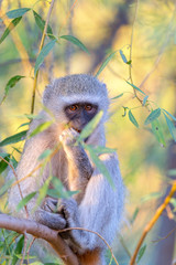 vervet monkey foraging