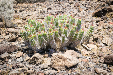 Jandia-Wolfsmilch - Euphorbia handiensis