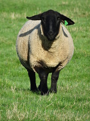 Obraz premium Suffolks and Scottish blackface ewes