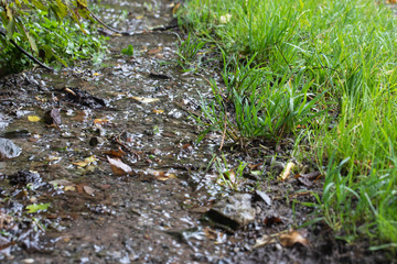 kleines Rinnsal im Wald