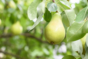 Ripe green pear on the branch. Organic pears grow in orchards

