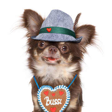 bavarian chihuahua dog with owner  isolated on white background , ready for the beer celebration festival in munich , with owner