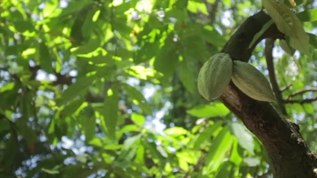 Cocoa plant tree at tabasco mexico