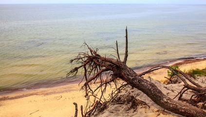 Tree near the sea