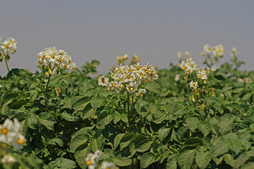 Türkiye / Niğde'de patatez bahçesi