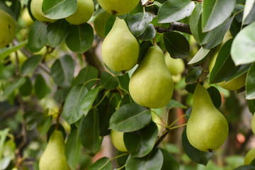 Ripe green pear on the branch. Organic pears grow in orchards
