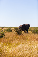A male elephant walks through the bush, Kruger park, South Africa.