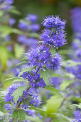 Clandon-Bartblume 'Blauer Spatz' (Caryopteris x clandonensis)