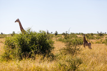 A mother Giraffe and calf walk through the bush, Kruger Park, South Africa.