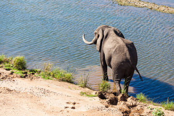 An elephant plays in the river, Kruger Park, South Africa.