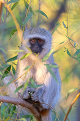 vervet monkey foraging