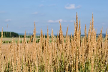 Closeup tall golden grass grains under blue sky
