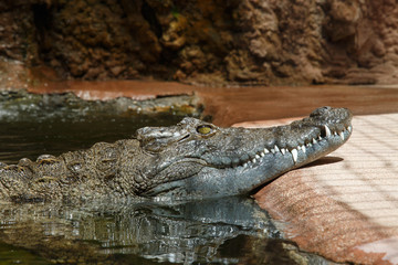 Dark skinned green crocodile in bright sunlight floating in water 