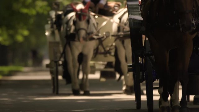 Horses pulling carriages down a park path in slow motion. Vienna, Austria