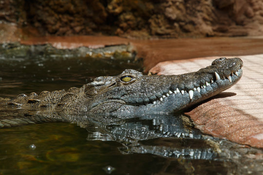 Dark skinned green crocodile in bright sunlight floating in water 